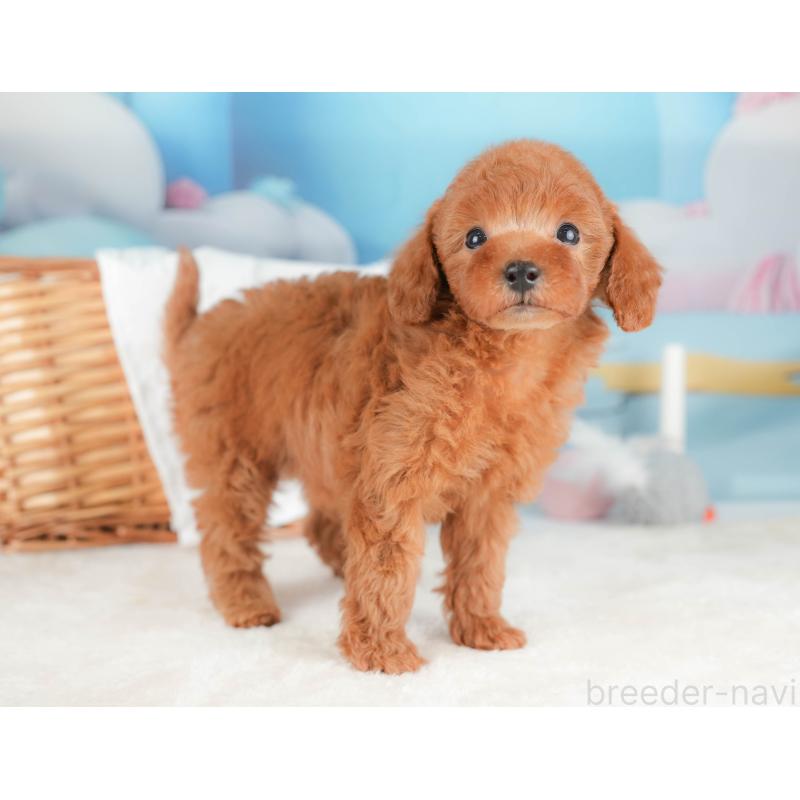 販売中の栃木県のトイプードル-431499の6枚目