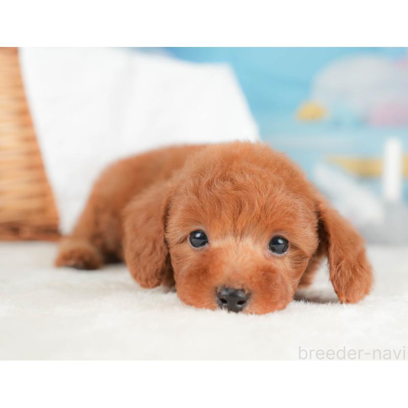 販売中の栃木県のトイプードル-431499の5枚目