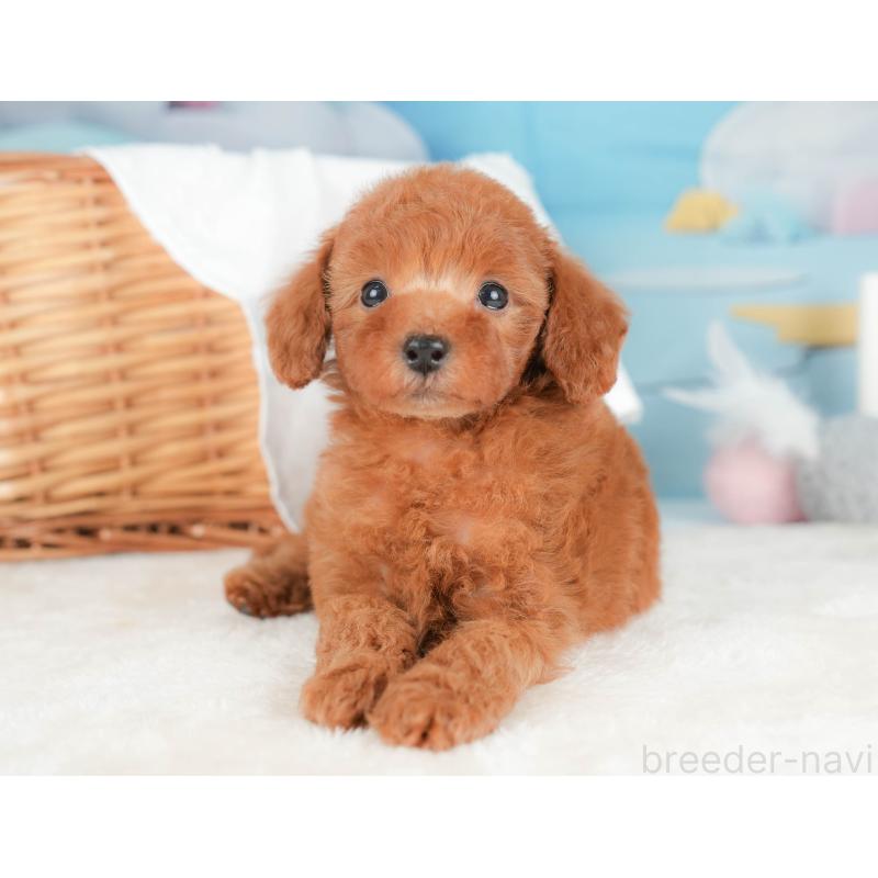 販売中の栃木県のトイプードル-431499の4枚目