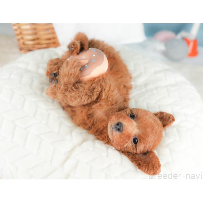 販売中の栃木県のトイプードル-431499の3枚目