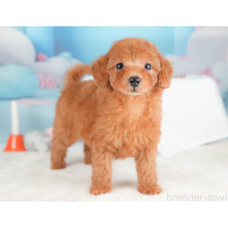 販売中の栃木県のトイプードル-431497の11枚目