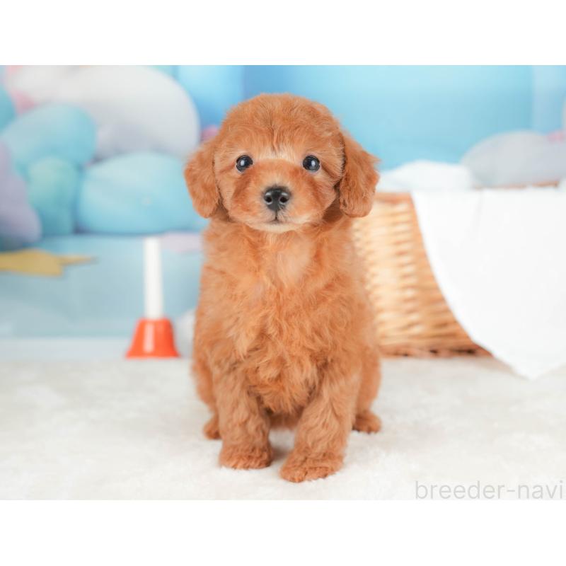 販売中の栃木県のトイプードル-431497の10枚目