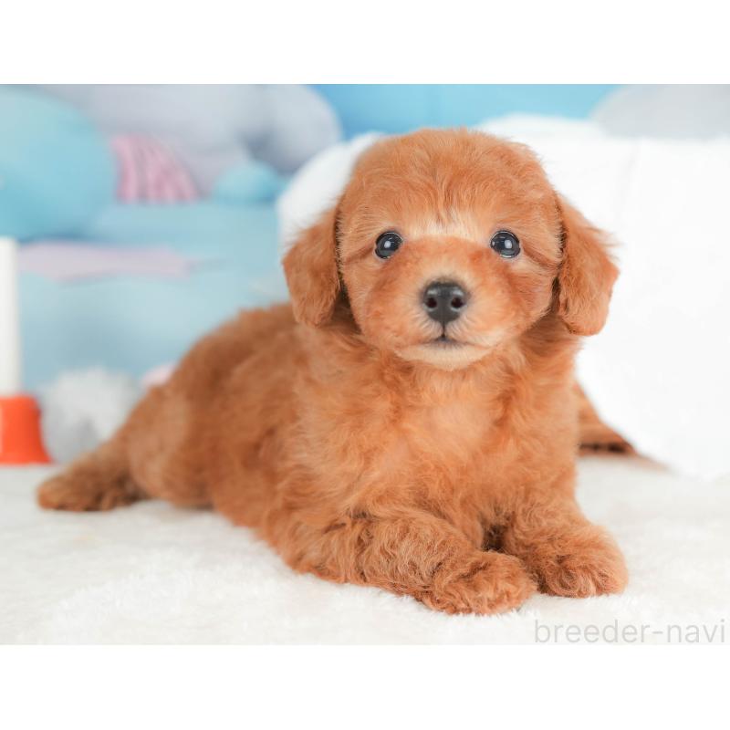 販売中の栃木県のトイプードル-431497の9枚目