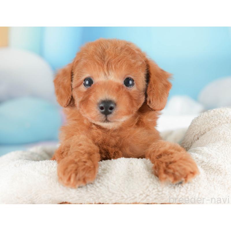 販売中の栃木県のトイプードル-431497の8枚目