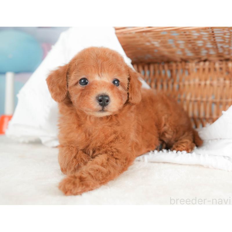 販売中の栃木県のトイプードル-431497の7枚目