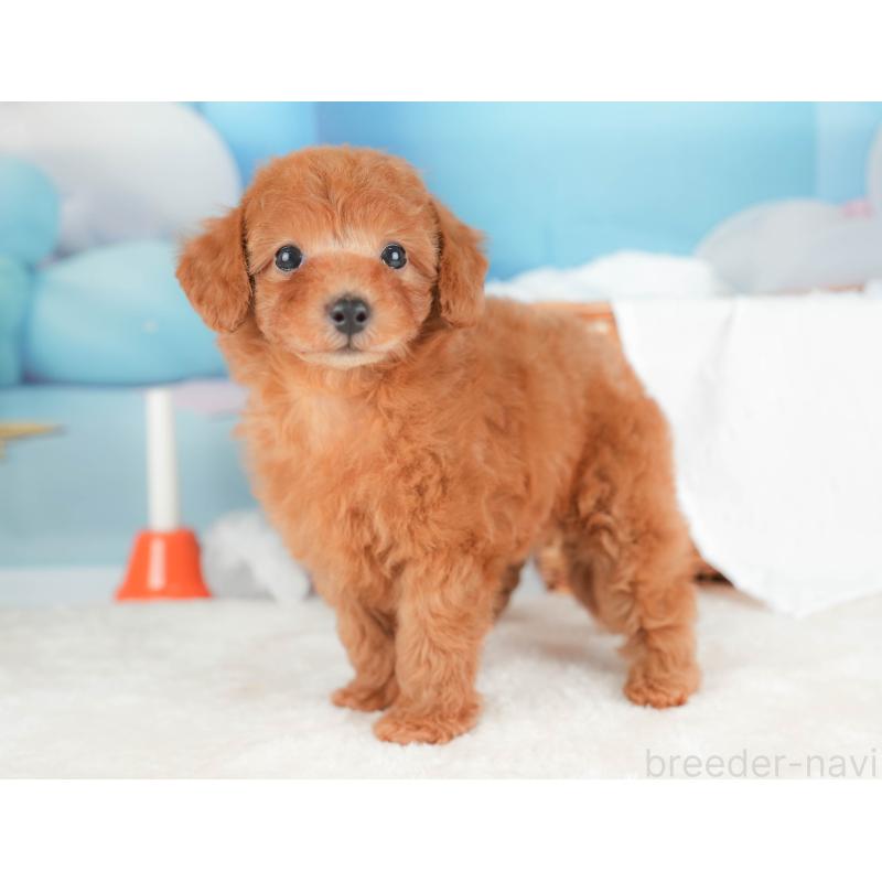 販売中の栃木県のトイプードル-431497の6枚目