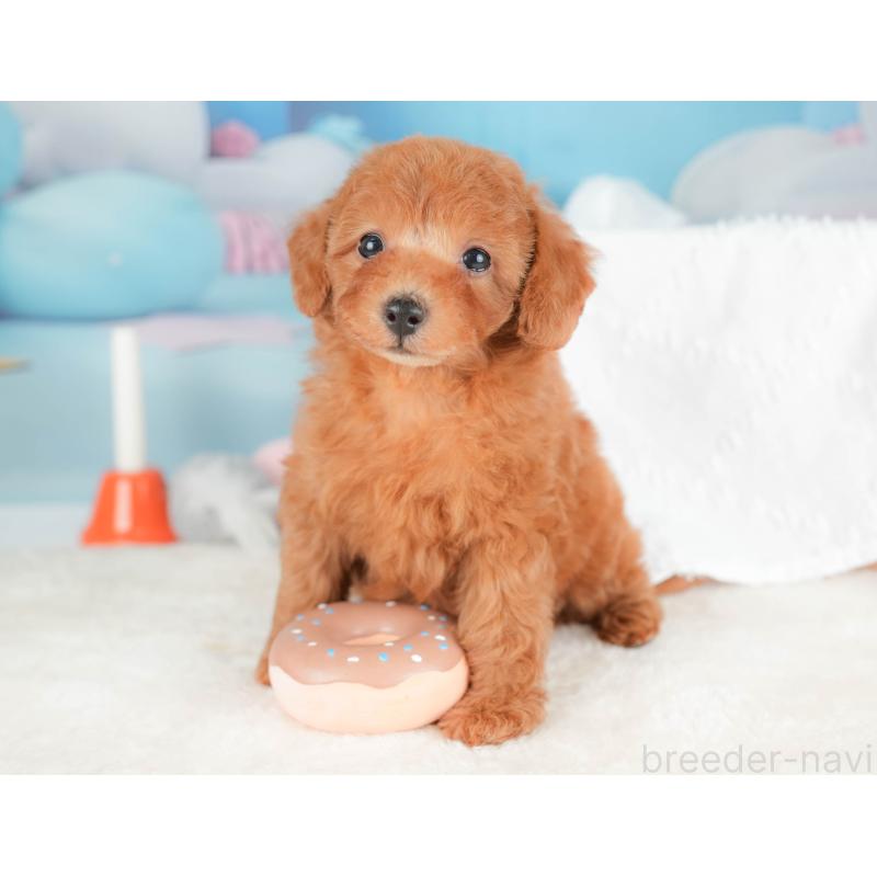 販売中の栃木県のトイプードル-431497の5枚目