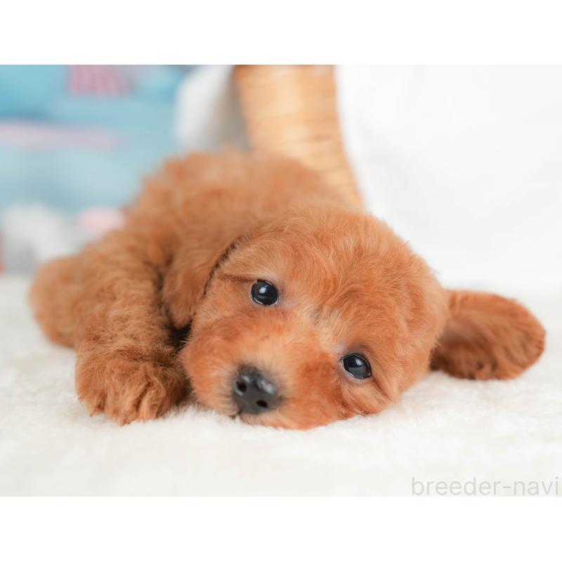 販売中の栃木県のトイプードル-431497の4枚目