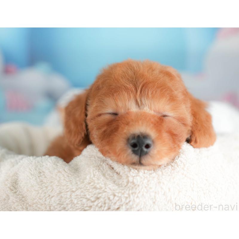 販売中の栃木県のトイプードル-431497の3枚目