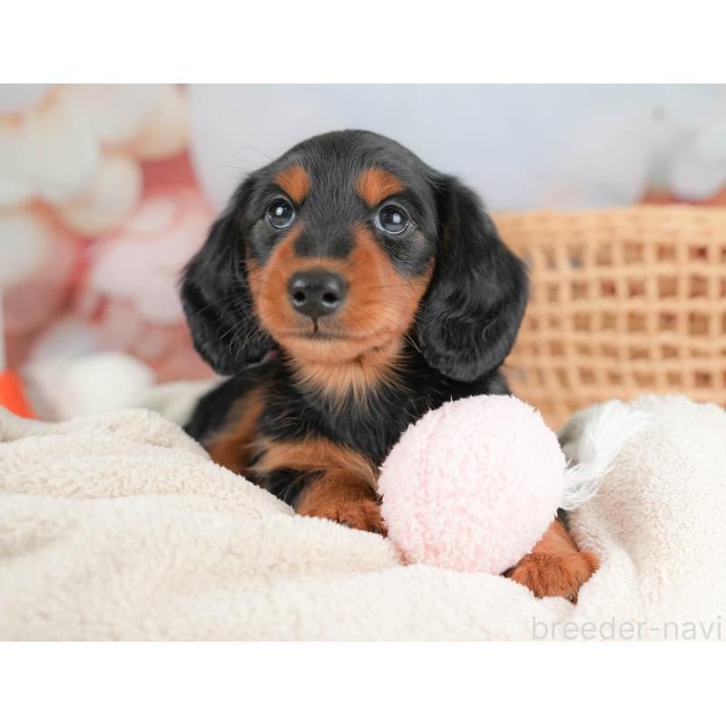 販売中の栃木県のミニチュアダックスフンド(ロングヘアード)-431494