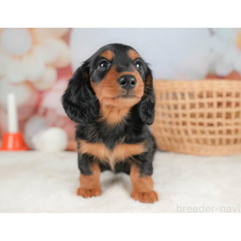 販売中の栃木県のミニチュアダックスフンド(ロングヘアード)-431494の11枚目