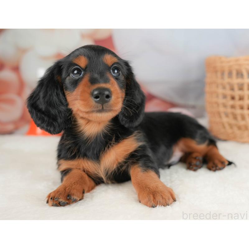 販売中の栃木県のミニチュアダックスフンド(ロングヘアード)-431494の10枚目