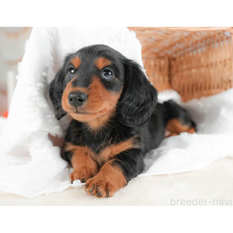 販売中の栃木県のミニチュアダックスフンド(ロングヘアード)-431494の9枚目