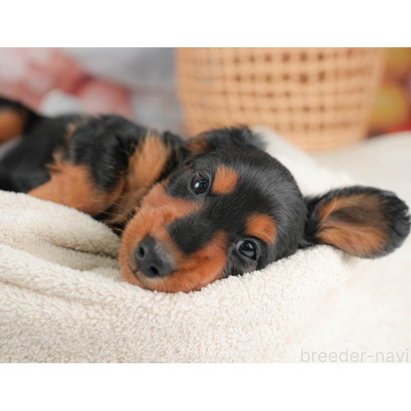 販売中の栃木県のミニチュアダックスフンド(ロングヘアード)-431494の8枚目