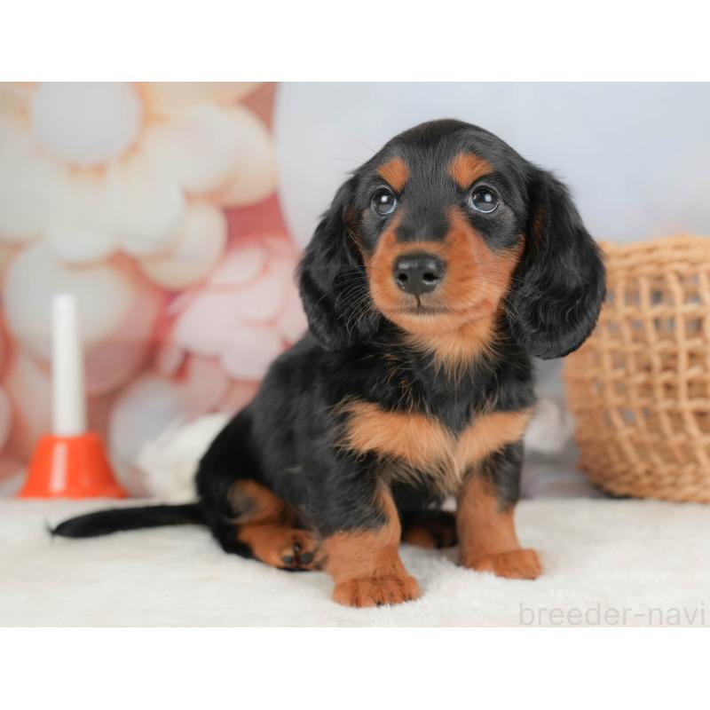 販売中の栃木県のミニチュアダックスフンド(ロングヘアード)-431494の7枚目