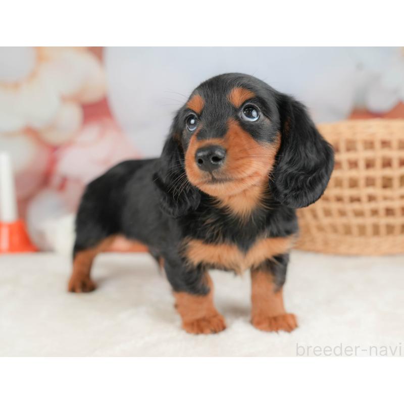 販売中の栃木県のミニチュアダックスフンド(ロングヘアード)-431494の6枚目