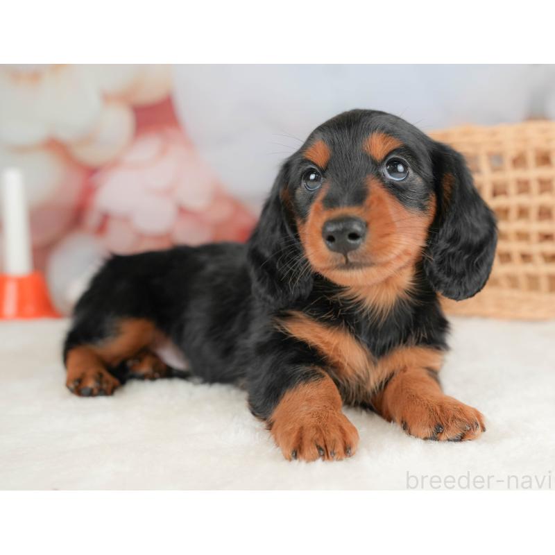 販売中の栃木県のミニチュアダックスフンド(ロングヘアード)-431494の5枚目