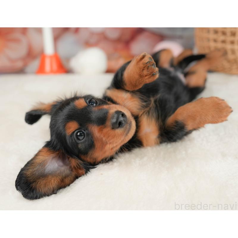 販売中の栃木県のミニチュアダックスフンド(ロングヘアード)-431494の4枚目