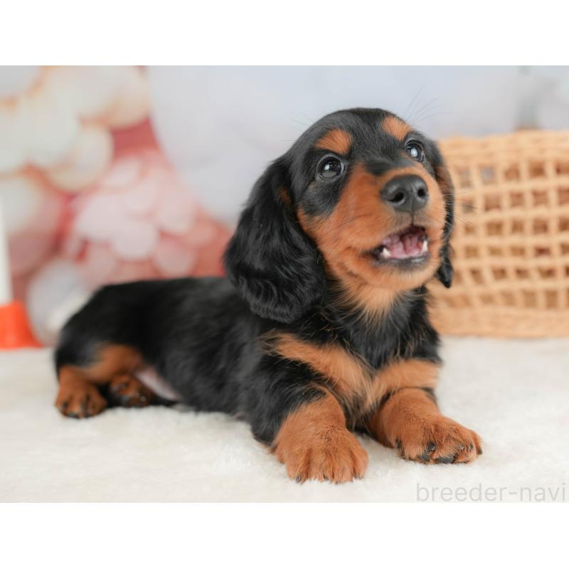 販売中の栃木県のミニチュアダックスフンド(ロングヘアード)-431494の3枚目