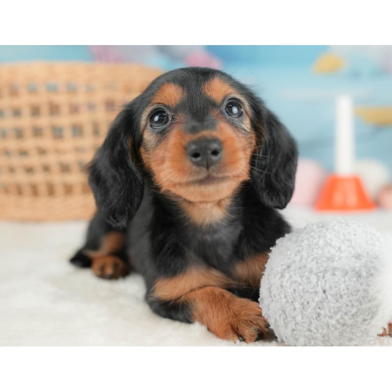 販売中の栃木県のミニチュアダックスフンド(ロングヘアード)-431491の1枚目