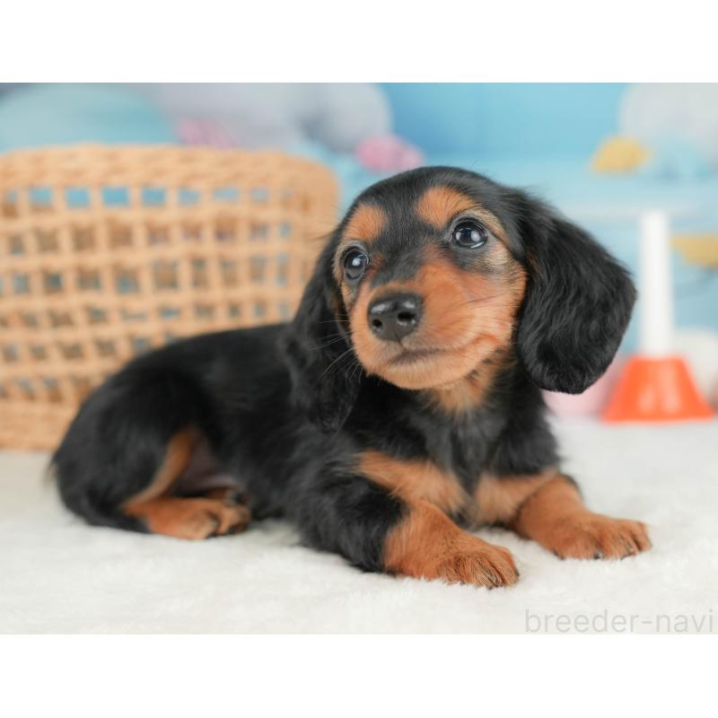 販売中の栃木県のミニチュアダックスフンド(ロングヘアード)-431491の11枚目