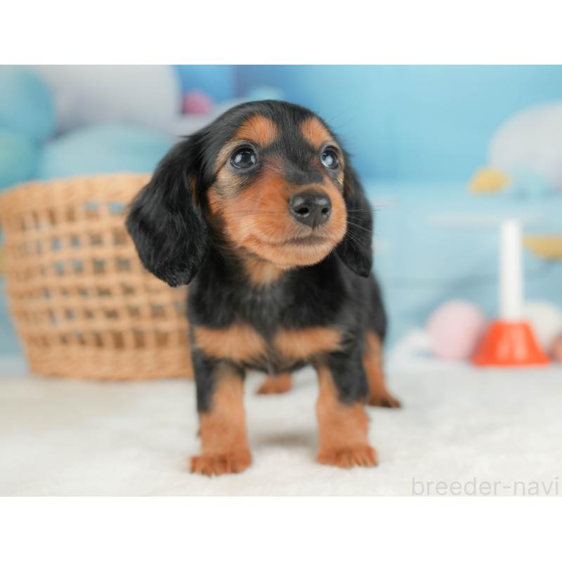 販売中の栃木県のミニチュアダックスフンド(ロングヘアード)-431491の10枚目