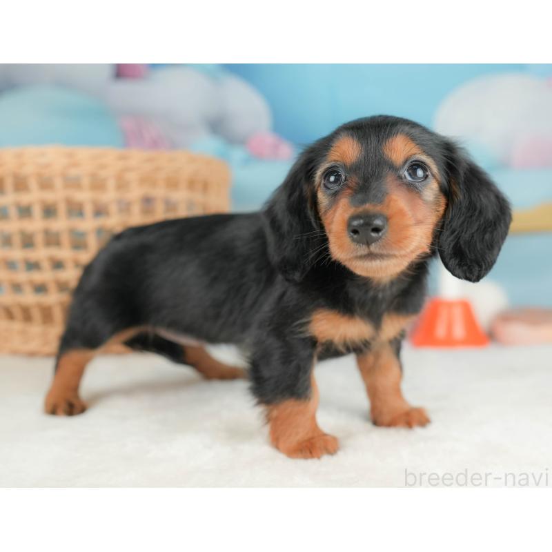 販売中の栃木県のミニチュアダックスフンド(ロングヘアード)-431491の9枚目