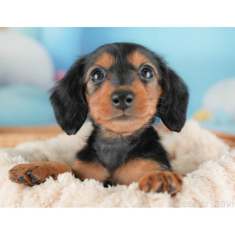 販売中の栃木県のミニチュアダックスフンド(ロングヘアード)-431491の8枚目