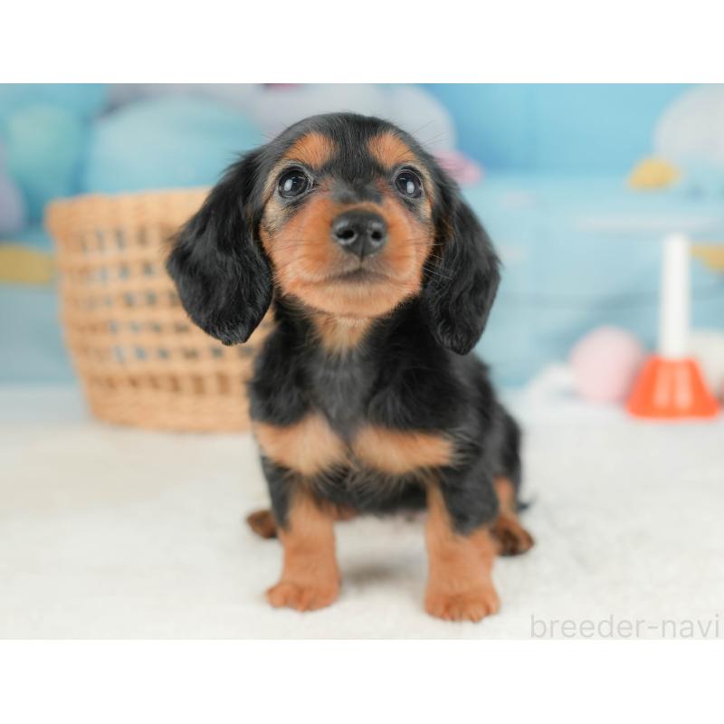 販売中の栃木県のミニチュアダックスフンド(ロングヘアード)-431491の7枚目