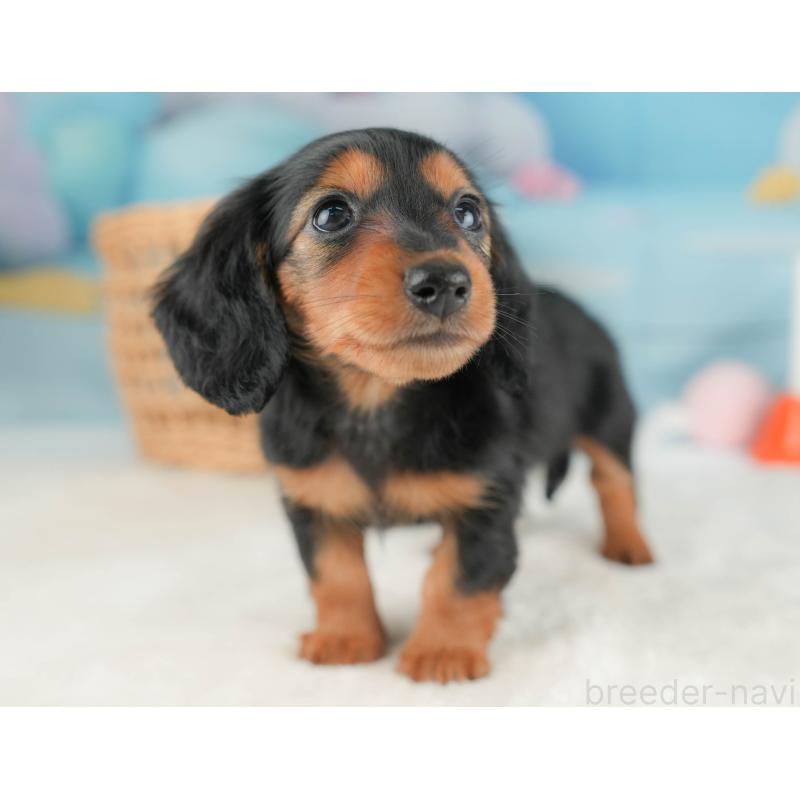 販売中の栃木県のミニチュアダックスフンド(ロングヘアード)-431491の6枚目