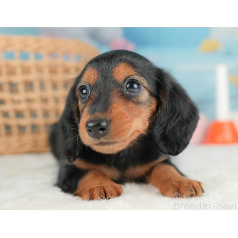 販売中の栃木県のミニチュアダックスフンド(ロングヘアード)-431491の5枚目