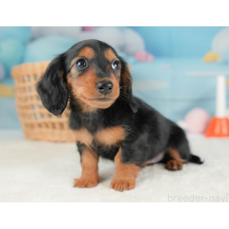 販売中の栃木県のミニチュアダックスフンド(ロングヘアード)-431491の4枚目