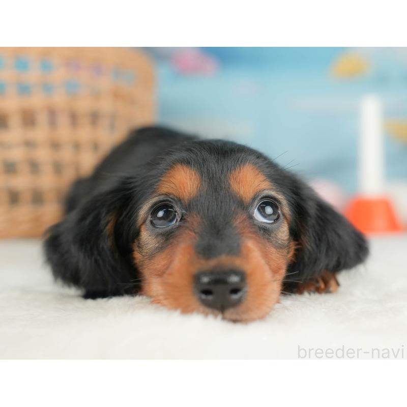 販売中の栃木県のミニチュアダックスフンド(ロングヘアード)-431491の3枚目