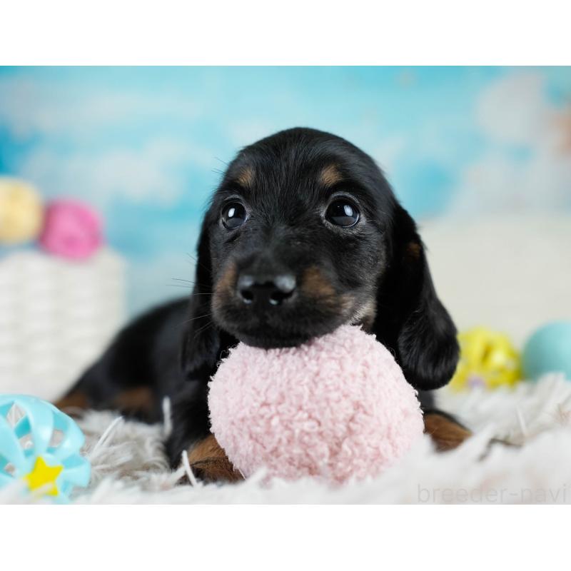 販売中の栃木県のカニンヘンダックスフンド(ロングヘアード)-431486の11枚目