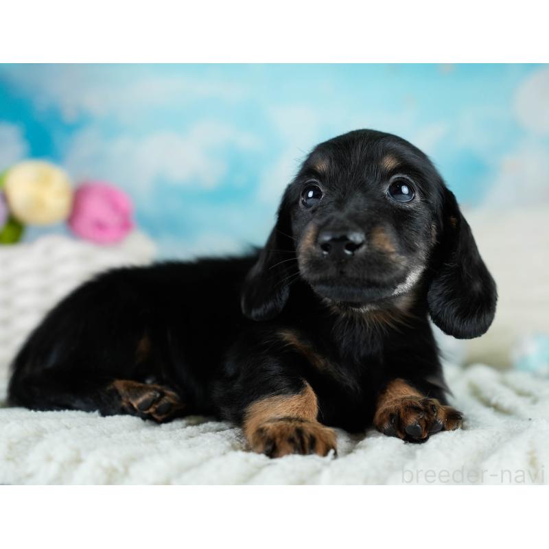 販売中の栃木県のカニンヘンダックスフンド(ロングヘアード)-431486の10枚目