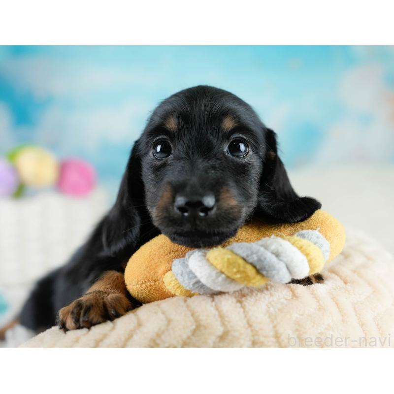 販売中の栃木県のカニンヘンダックスフンド(ロングヘアード)-431486の9枚目