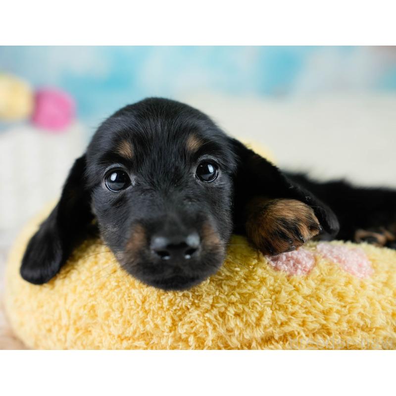 販売中の栃木県のカニンヘンダックスフンド(ロングヘアード)-431486の8枚目