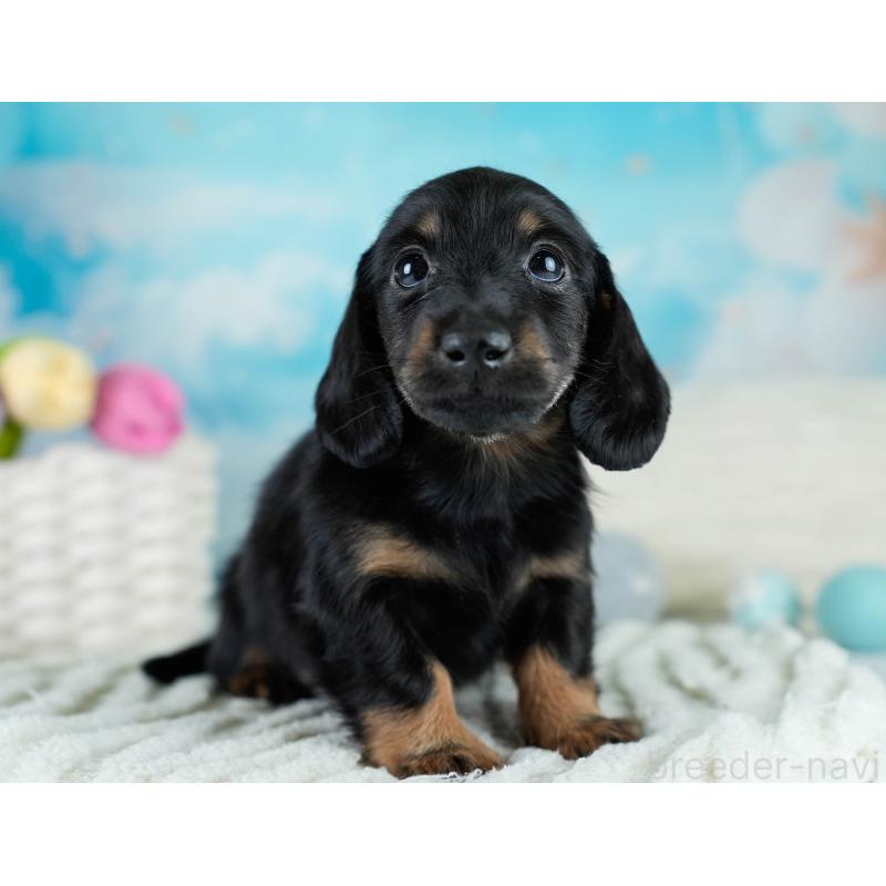 販売中の栃木県のカニンヘンダックスフンド(ロングヘアード)-431486の7枚目