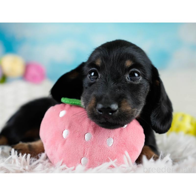 販売中の栃木県のカニンヘンダックスフンド(ロングヘアード)-431486の6枚目