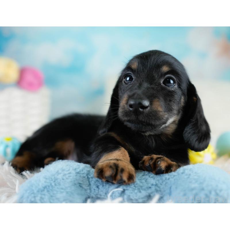 販売中の栃木県のカニンヘンダックスフンド(ロングヘアード)-431486の5枚目