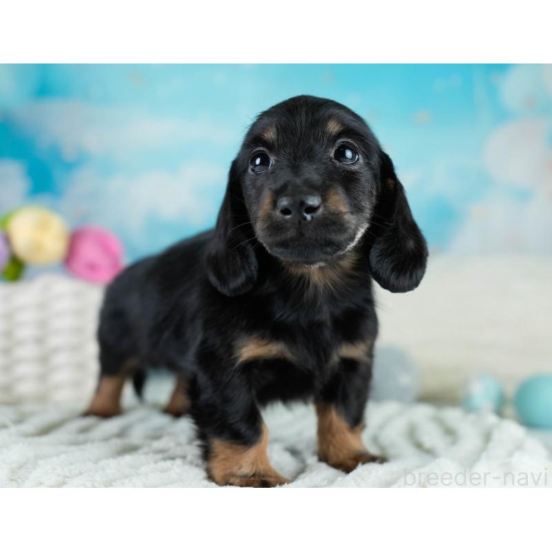 販売中の栃木県のカニンヘンダックスフンド(ロングヘアード)-431486の4枚目