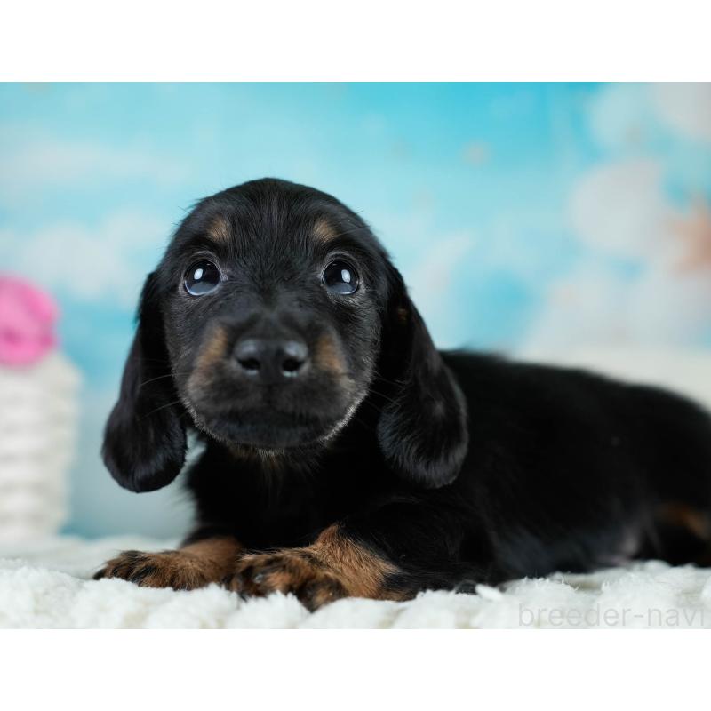 販売中の栃木県のカニンヘンダックスフンド(ロングヘアード)-431486の3枚目