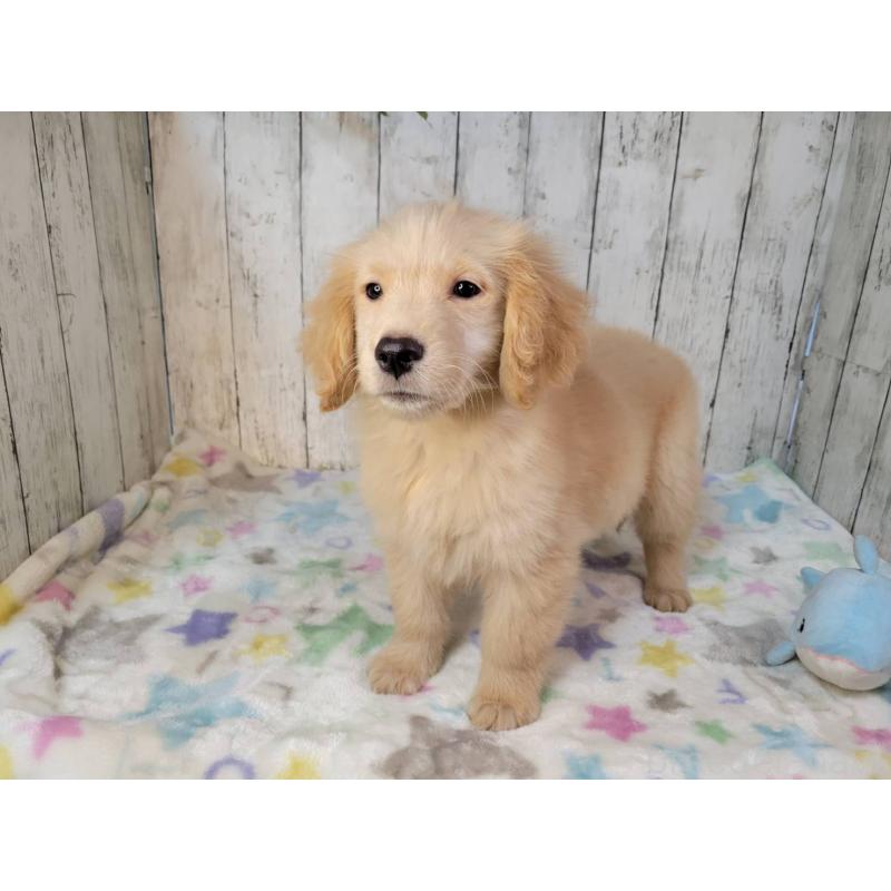 販売中の三重県のゴールデンレトリーバー-431394の5枚目