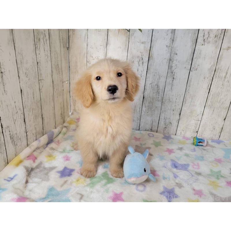 販売中の三重県のゴールデンレトリーバー-431394の3枚目