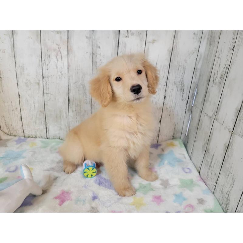 販売中の三重県のゴールデンレトリーバー-431394の2枚目