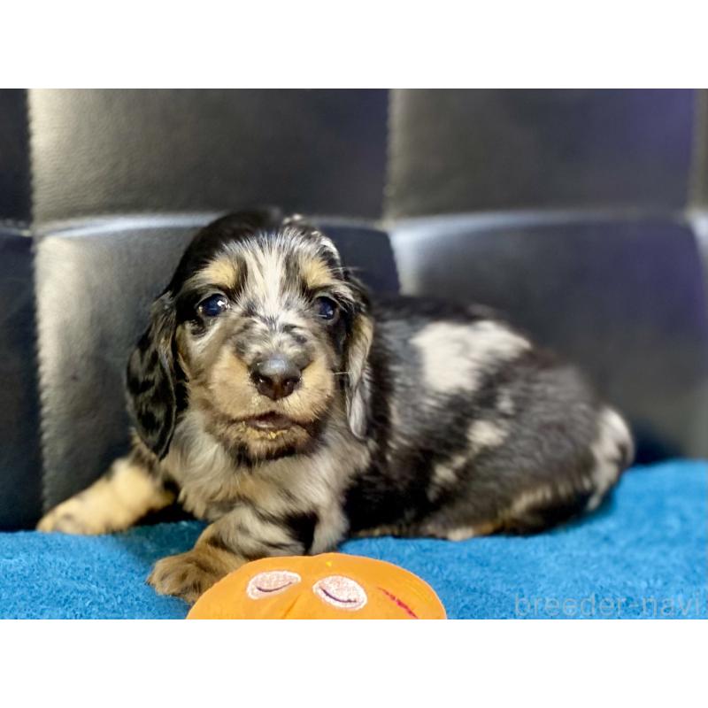 販売中の岐阜県のミニチュアダックスフンド(ロングヘアード)-429426の6枚目