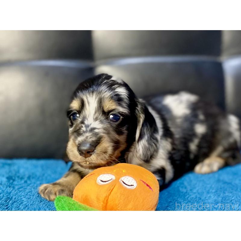 販売中の岐阜県のミニチュアダックスフンド(ロングヘアード)-429426の5枚目