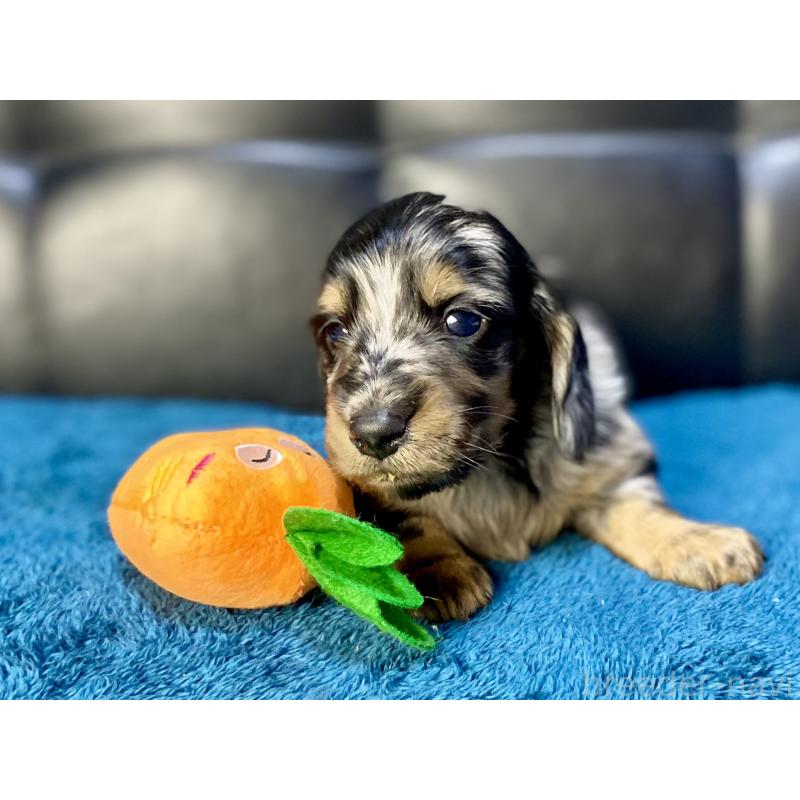 販売中の岐阜県のミニチュアダックスフンド(ロングヘアード)-429426の4枚目