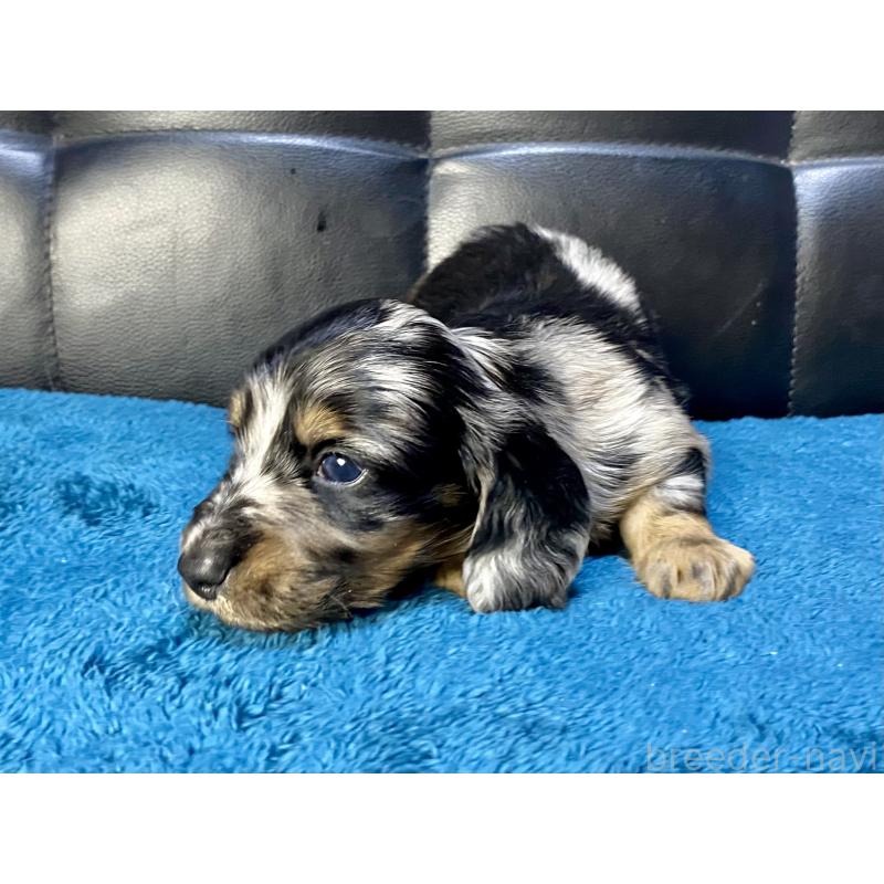 販売中の岐阜県のミニチュアダックスフンド(ロングヘアード)-429426の3枚目