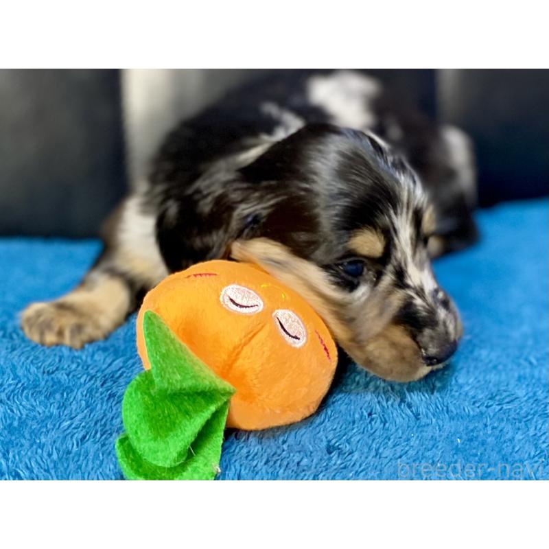 販売中の岐阜県のミニチュアダックスフンド(ロングヘアード)-429426の2枚目